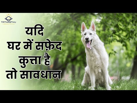 वीडियो: क्या सफेद मछली कुत्तों के लिए अच्छी है?