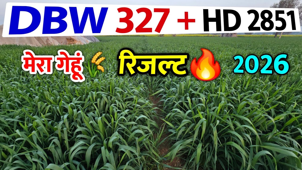 DBW 327 के साथ HD 2851 का रिजल्ट 🌾🔥 2026 में भी रिकार्ड तोड़ने के करीब 💯✌️💪 Dear Kisan 🌾