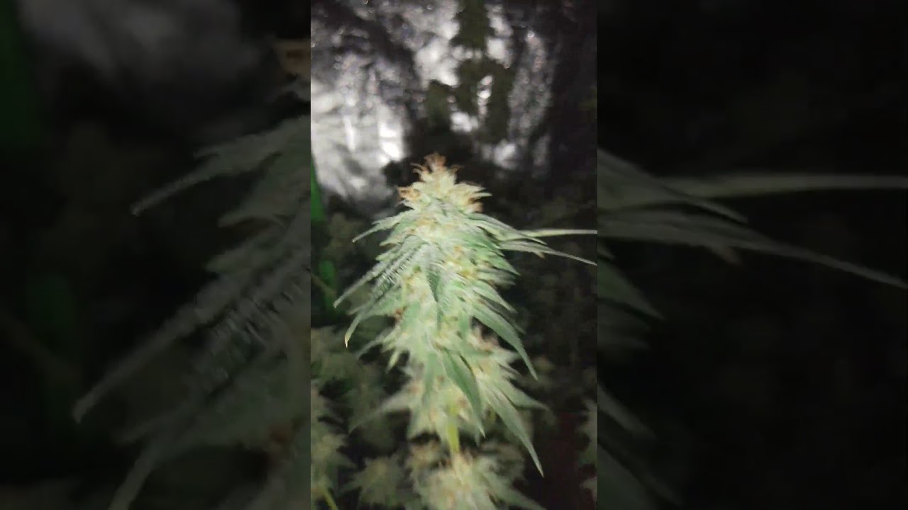 Super OG Kush Blütewoche 4 ( Tag 33 ) Sieht jetzt schon Fantastisch aus 🥰