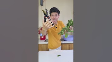 Kéo cắt tỉa cây cảnh #keocatcanh #keocattiacay #keocatcanhcay