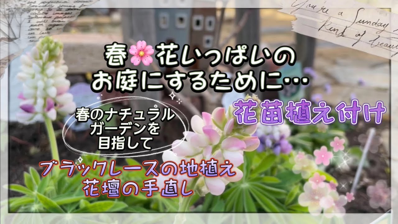 ガーデニング 春 花いっぱいのお庭にするための植え付け ブラックレースの地植え 花壇の手直し Youtube