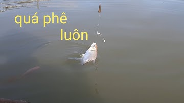 Câu cá dảnh sông tiền,mới xuống cần đã trúng bầy cá to