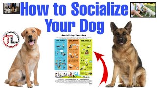 HOW TO SOCIALIZE YOUR DOG | TELUGU | Taju logics