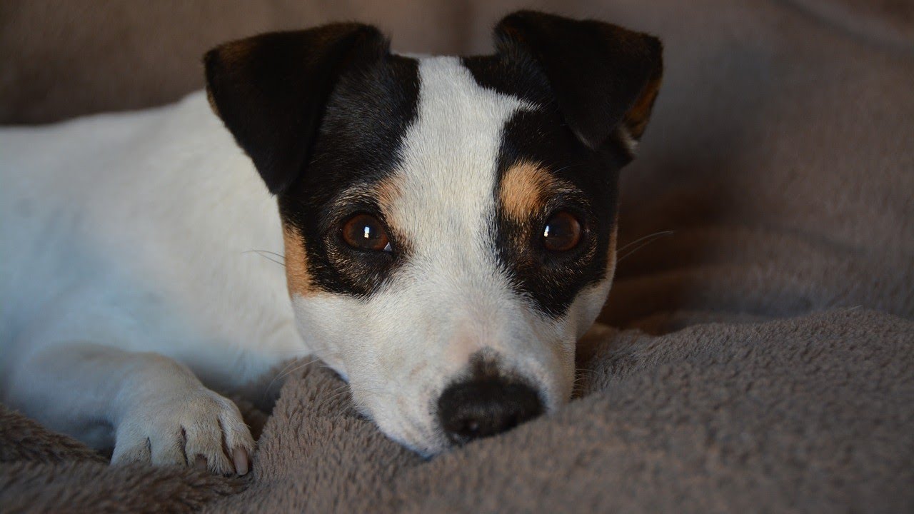 Amazing Facts on Jack Russell Terrier | In Hindi | Dog Facts | Animal Channel Hindi - YouTube