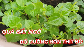 Ai biết về loại rau này cũng quý hơn vàng vì đó là sự thật. Quá bất ngờ .