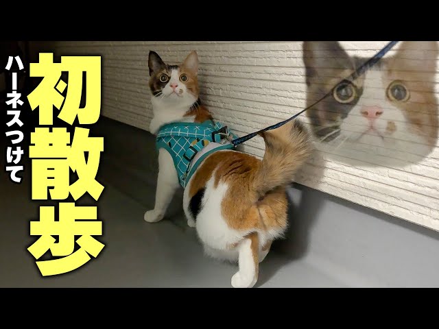 ミケねこ sddefault.jpg