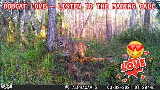 FLORIDA BOBCAT SCREAMING FOR A MATE