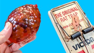 EXPERIMENT: RAT TRAP vs ORBEEZ WATER BALLOON - Satisfying Video