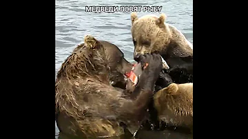 Медведи ловят рыбу