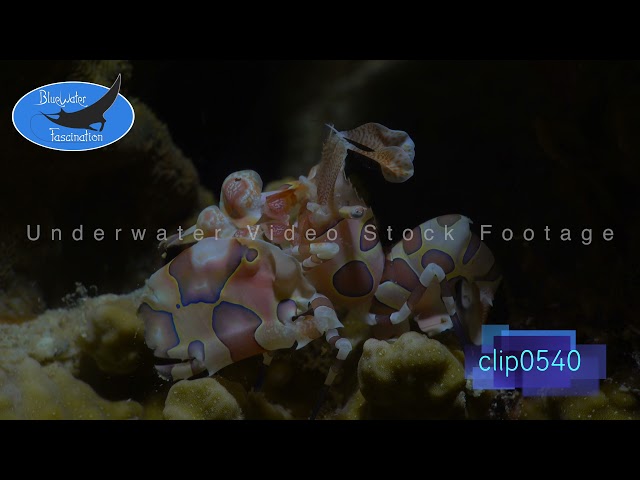 0540_Harlequin Shrimp profile at night. 4K Underwater Royalty Free Stock Footage.