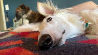 5 minutes of BORZOI SNOOT to Canon in D by Jacob Chattman 37,246 views 1 year ago 5 minutes, 15 seconds