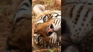 Sleeping tiger #tigerspotted #attitude #wildlife #attitude
