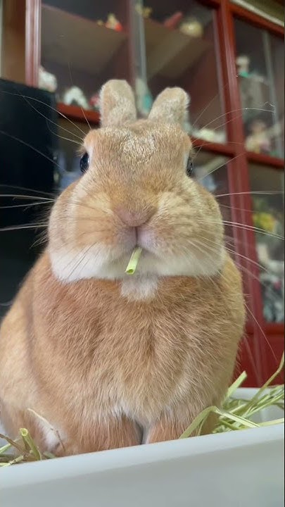 うさぎのふく Youtube