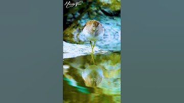 Sandpiper Bird