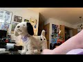 Sassy the growing up puppy video
