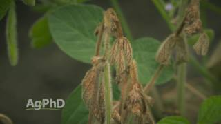 Farm Basics #976 Ag PhD Soybean Disease Guide App (Air Date 12-18-16) screenshot 3