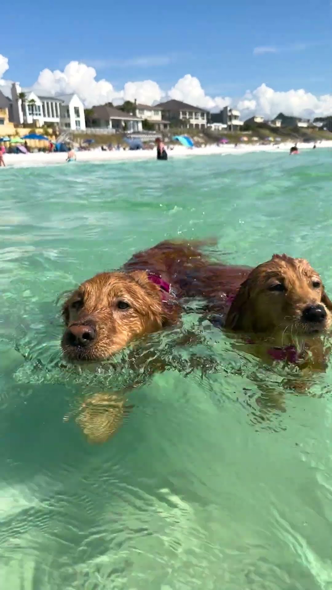 Golden Retriever Gets A Puppy Sibling To Grow Up With | The Dodo