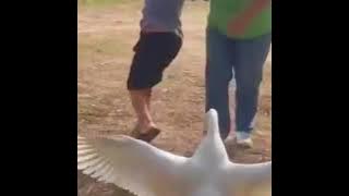 # 38 dikejar ayam Lucu