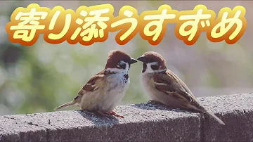 寄り添うすずめ 仲良し雀 かわいい 野鳥 ゆっくり観察 Cute Sparrows スズメ Mp3