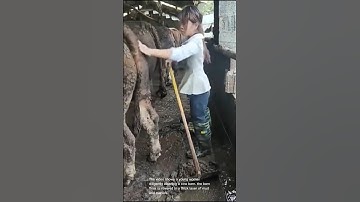 Cleaning a cow barn: hard work farm life cleaning cow manure