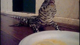 Feeding My Columbian Tegu An Egg!!