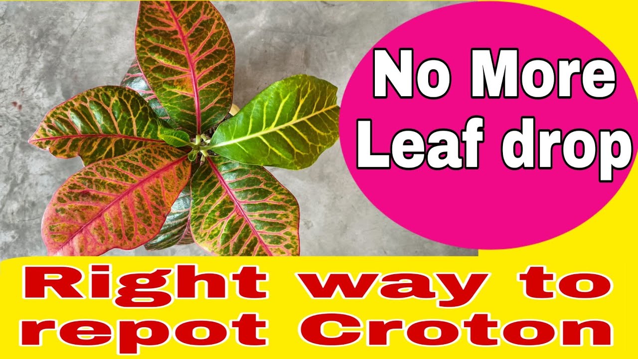 Proper way to repot Croton plants No more leaf drops & die plant