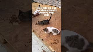 The place in Cyprus surprised me with how many cats are there #cyprusvillage #cat #travel