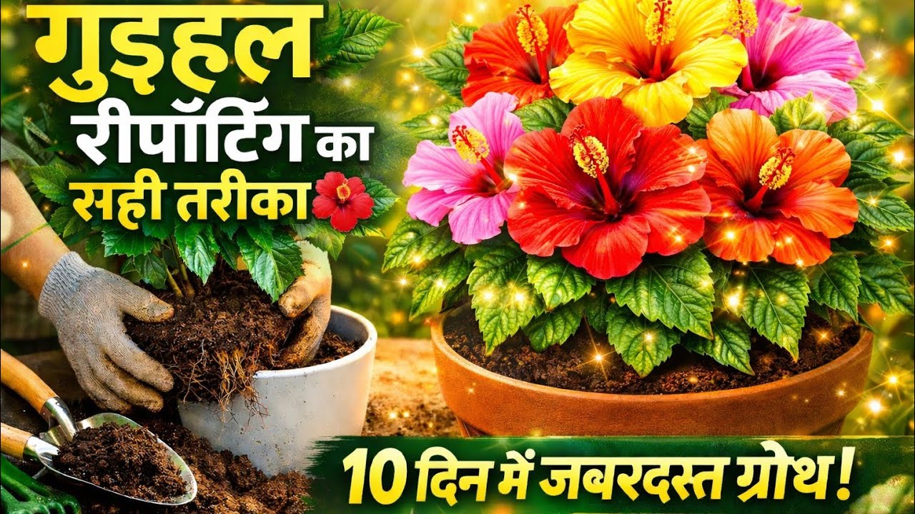 गुड़हल के पौधे की सही रिपोटिंग कैसे करें | Hibiscus Repotting Step by Step | Gardening Tips 🌿