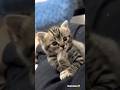 Cute cat dance😺 #reels #cat #catvideos #funnycatvideos #shorts #trendingshorts #ytcat #funny #cute