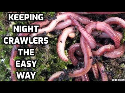 Live Canadian Nightcrawler Worms Pet Bird Food - Health Living Earthworm  BULK