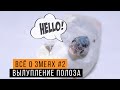 Вылупление змеи из яйца / Как размножаются змеи / Всё о змеях #2 /  Змеелов - ученый