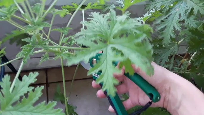 Tips for pruning and shaping your citronella plant