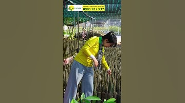 Sầu riêng chất lượng cao đủ ni size tại Welofarm #welofarm