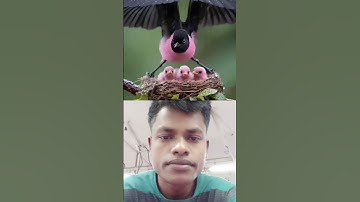 #birds #nature #duet #birdsound#beautiful #quran #surahikhla #shots #سورة_الإخلاص