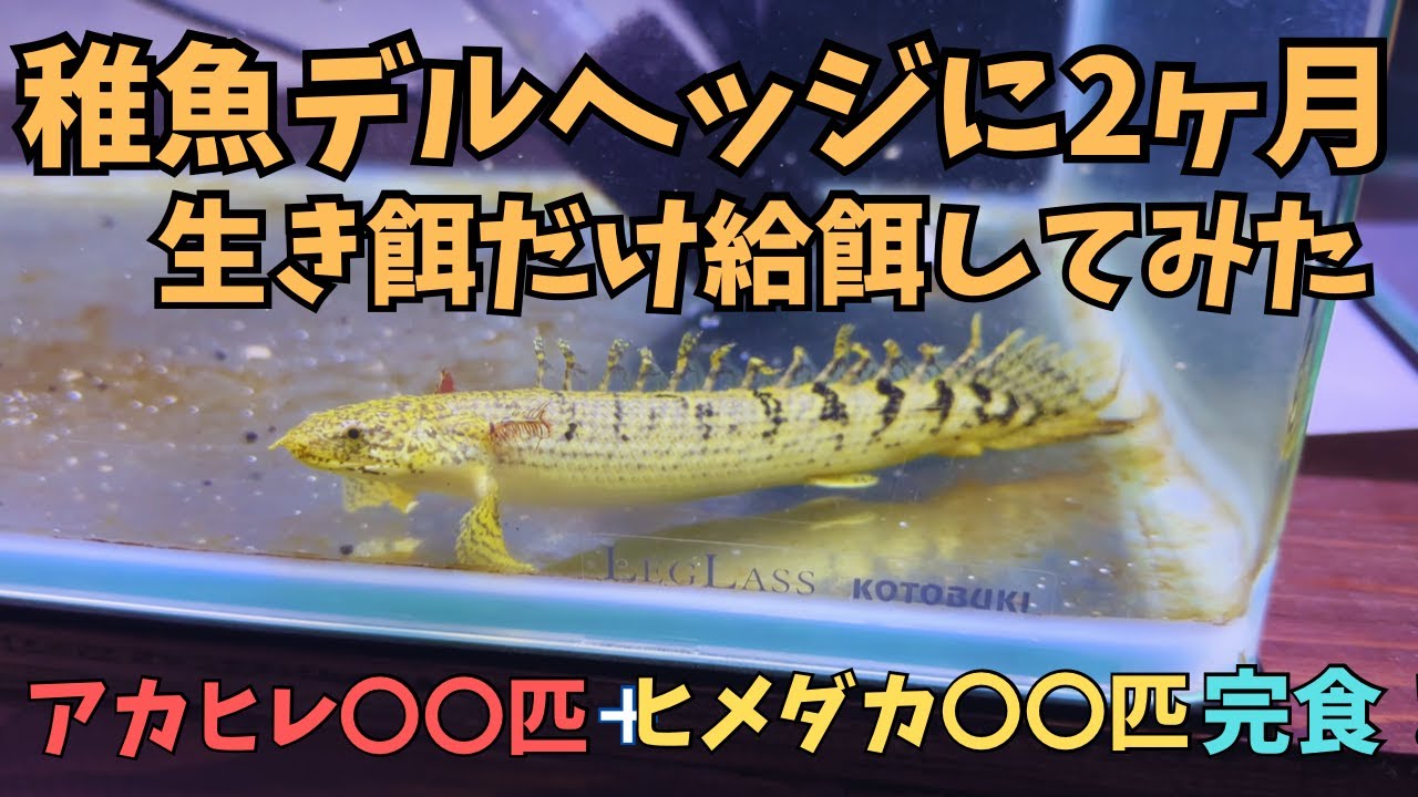 ベビーで迎えたデルヘッジに生き餌４００匹給餌してみた！＃アクアリウム　＃古代魚