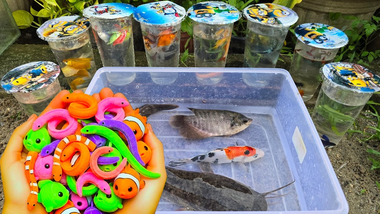 Unboxing Telur Ikan CUPANG, Ikan Mas, Ikan Lele, Ikan Hias, Guppy, Koi, Ikan CHANNA, Belut Moray