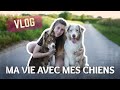 Vlog  ma vie avec mes chiens 