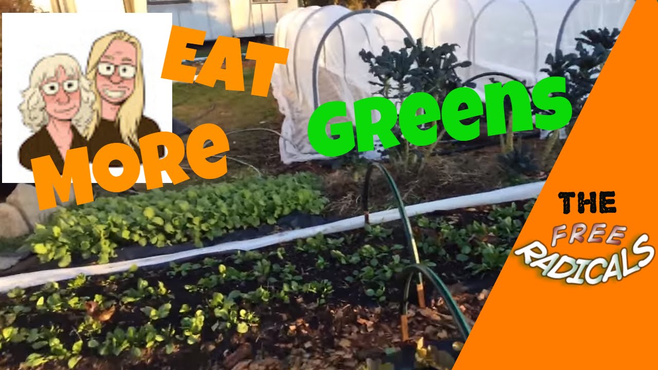 Harvesting greens YouTube