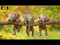 Baby Animals 4K - Explore The Cute World Of Young Wild Animals With Relaxing Music (Colorfully)