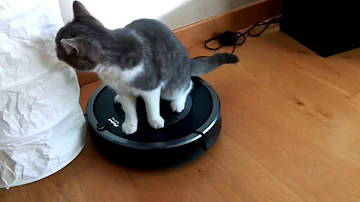 Pourquoi Les Chats Ont Peur De L Aspirateur Pourquoi Les Chats Ont Peur De L Aspirateur
