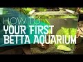 How To: Your First Betta Aquarium Setup | 🐻 Bear Necessities