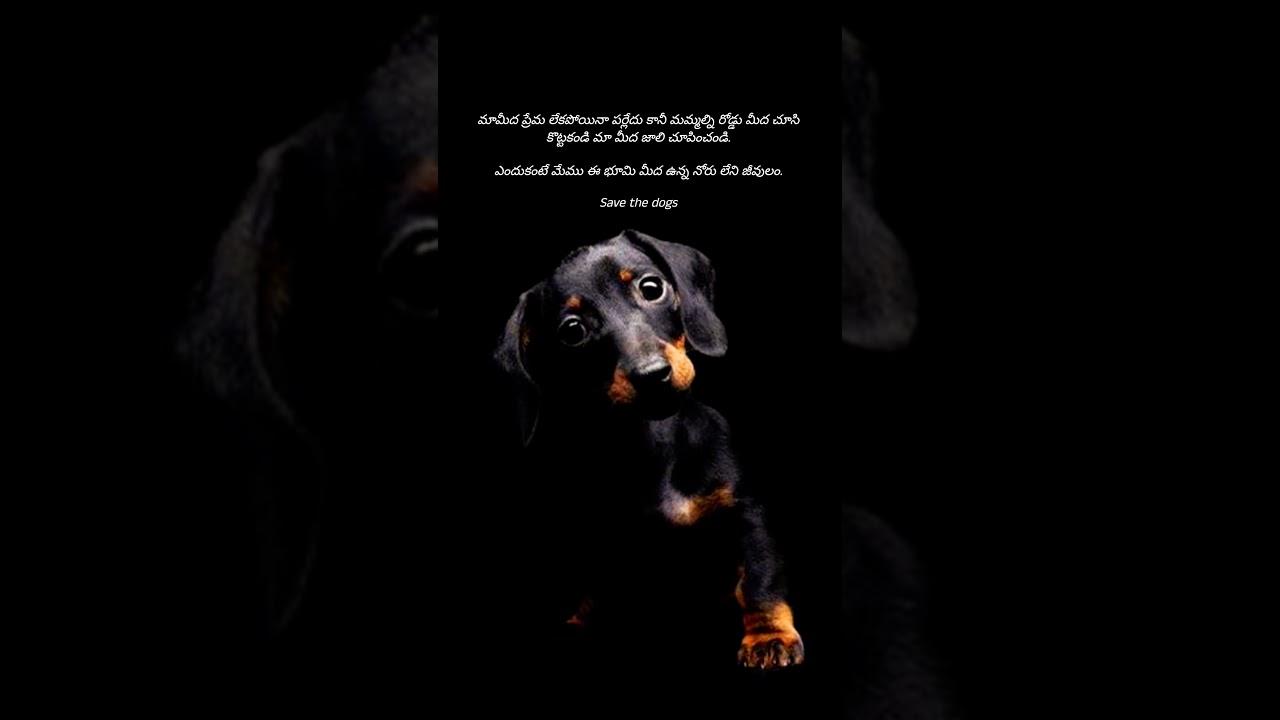 Voice for the Voiceless: Stop Hurting Street Animals 🐾 