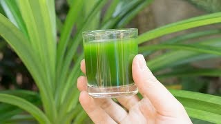 How to make Pandan Juice from Pandan Leaves