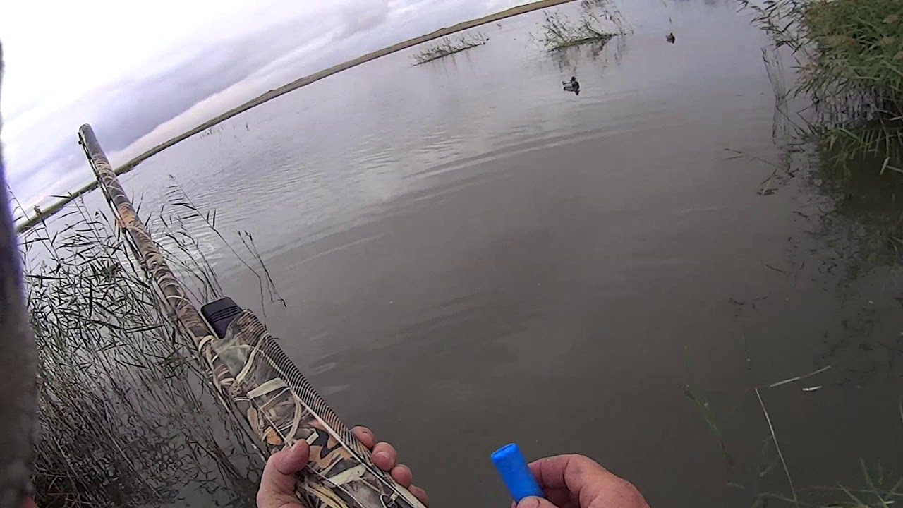 Охота на утку 2019. Открытие!