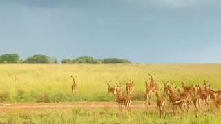 Impalas Have No Idea Where The Leopard Is