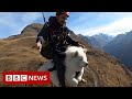 How Ouka the dog became an expert paraglider - BBC News