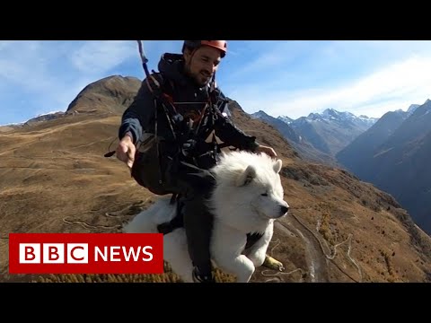 Videó: All About Flying vagy Paragliding a kutyáddal