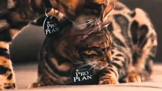 Бенгальская кошка   все о породе кошек – Purina Pro Plan Ukraine
