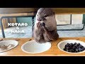 カワウソコタローとハナ　貝がいっぱい！食べ放題　Otter Kotaro&Hana Many Shellfish!