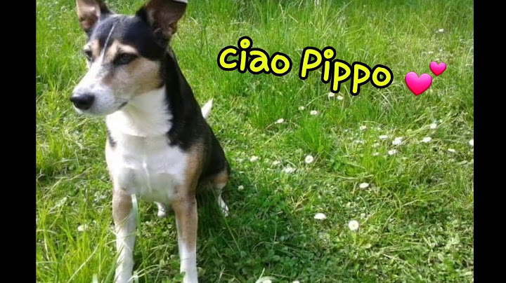 Ho detto addio al mio cagnolino 💔